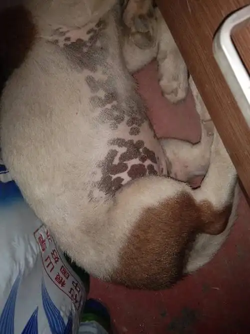 小狗肚子上的斑点是怎么回事