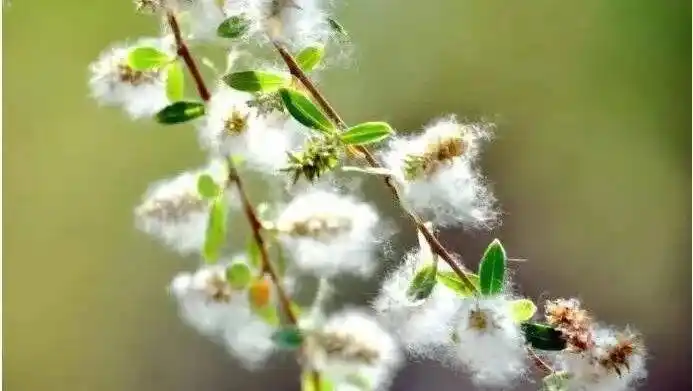 杨柳絮又满天飞了这些事情得注意