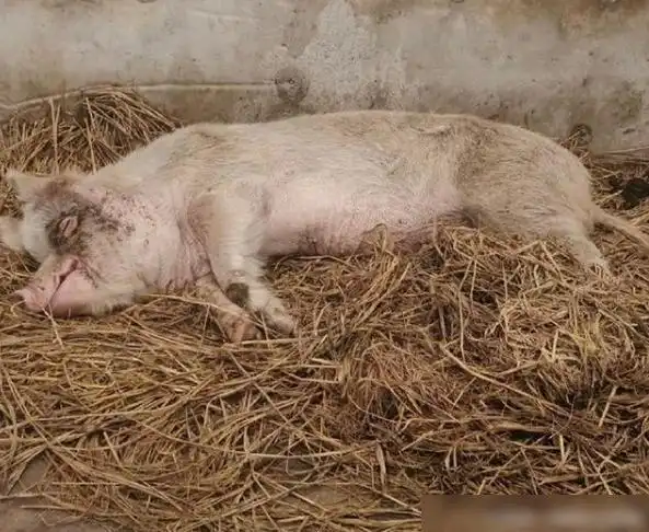 14岁猪坚强已时日无多骨瘦嶙峋无法站立希望它能撑过512