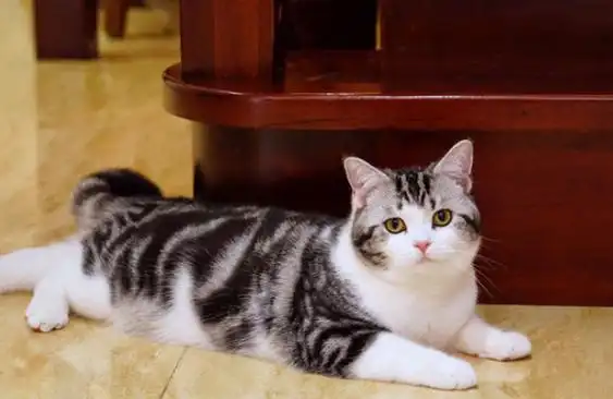 美国短毛猫是多少钱一只