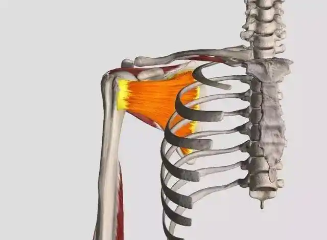 肩胛下肌示意图