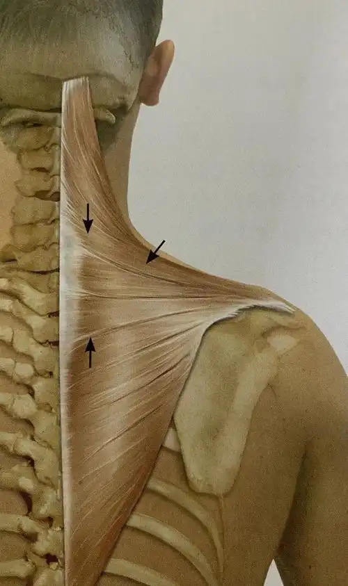 详解斜方肌从解剖到肌肉功能测试