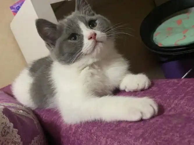 新成员英短蓝白