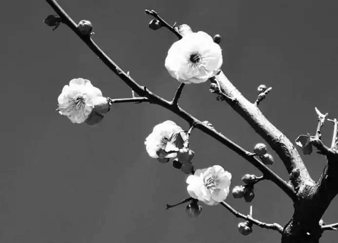 犹余雪霜态,未肯十分红