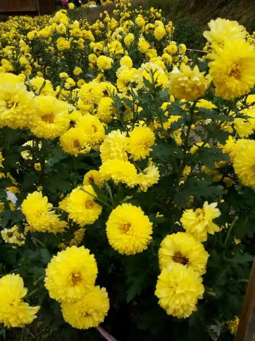 美丽的白面红瑶寨