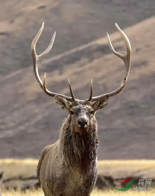 西藏类乌齐野生藏马鹿祝贺首页精华