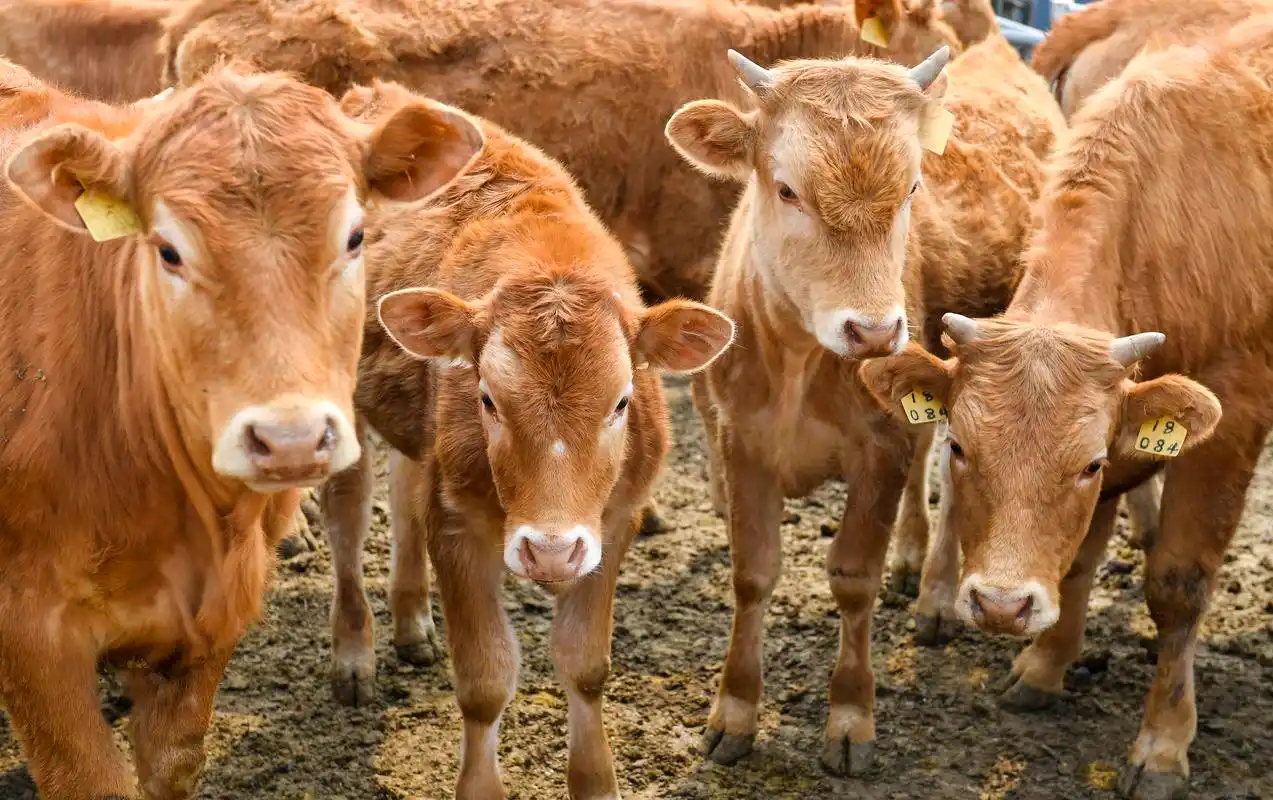 牛黄牛 - 热门商品专区