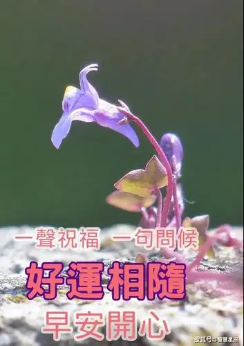 原创2021年6月4日星期五清晨早上好问候祝福动态表情图片