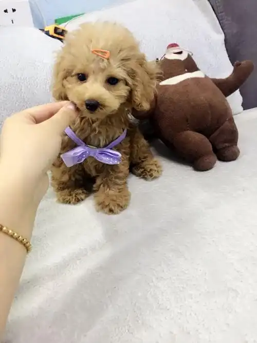 家养超小泰迪香槟色3个月啦