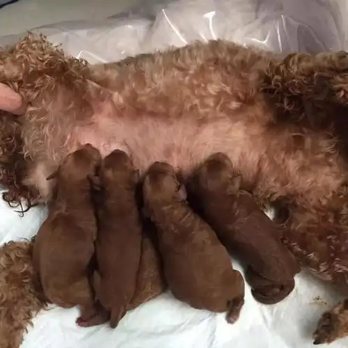 阿掌告诉你,怀孕与养狗其实并不冲突|其实|弓形虫|狗狗_新浪新闻