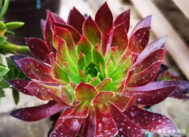 喜欢法师多肉的你还在养孔雀法师不如扔了养一棵孔雀锦惊鸿法师