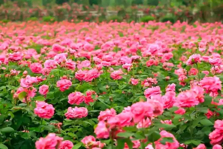 自贡中国玫瑰海国庆重磅福利套票无限量免费送