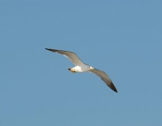 流芳老师倾情演绎化石老师的作品:海鸥归来兮 - 拜谒戴安澜将军墓