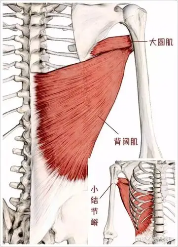 杠铃划船练背阔肌还是斜方肌? - 知乎