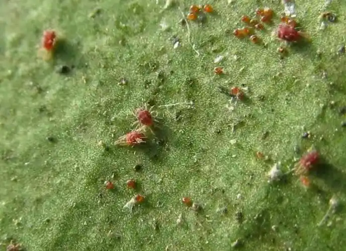 【甘谷县建刚农资营销中心】苹果树红蜘蛛的发生规律及其防治