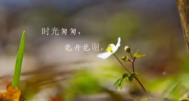 时光匆匆的唯美句子