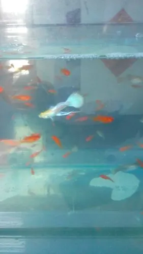 多长时间下小鱼?