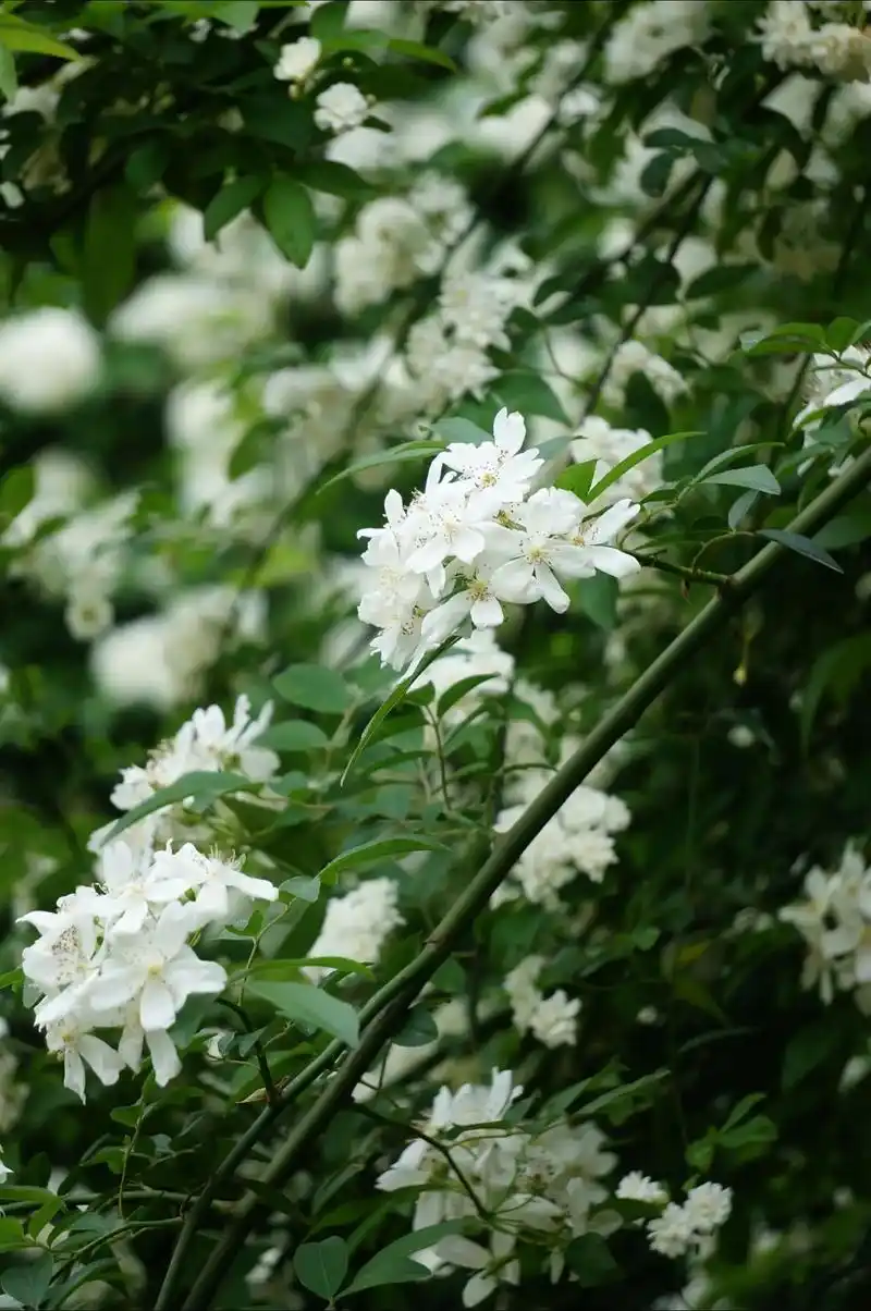 图文伙伴计划2024 纯白无暇飘香十里的七里香花期如约而至,想要拍出