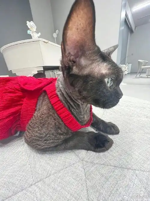 华晨宇让per哥来演唱会实习#火星人们,华晨宇的爱猫perper小朋友耗沣