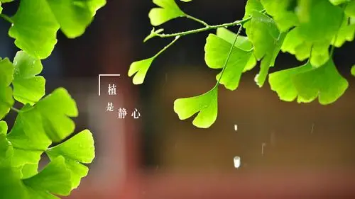 "植"是静心