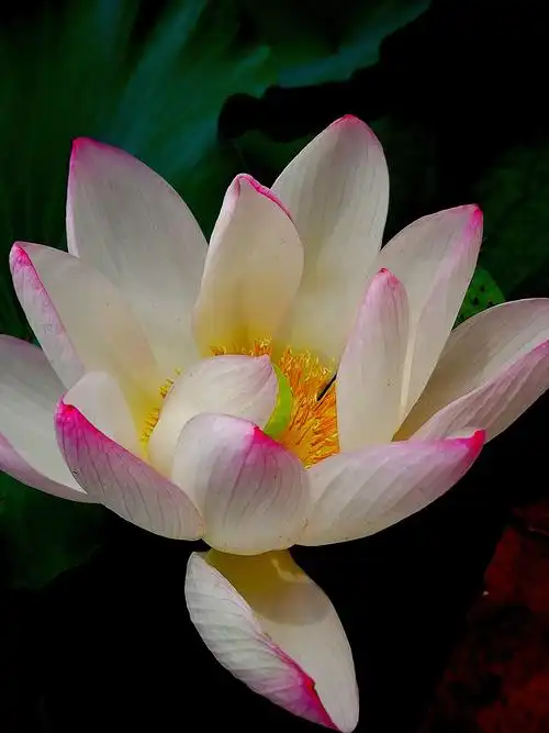 [夏荷]晨露润百荷心似莲花开