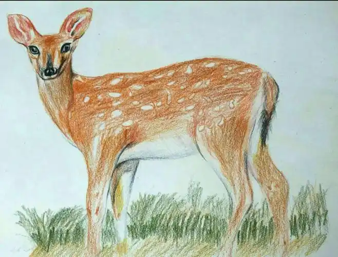 彩铅-梅花鹿