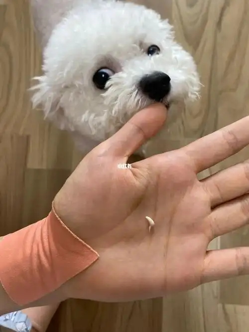 比熊弟弟换牙啦