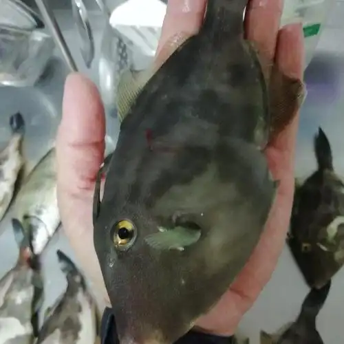 油酥牛鱼的做法,肉质细嫩鲜香,味道非常棒