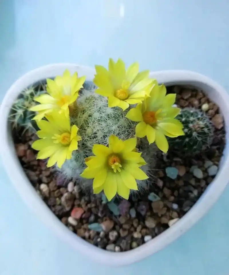 有种仙人球,名叫"芳香丸",乳突球属多肉植物,身上长满了白色的绒毛,看