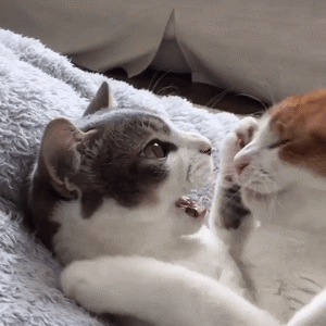 喵星人动图 - #riepoyonn# 喵星人来了,我们一起看看猫片_撩妹撩汉