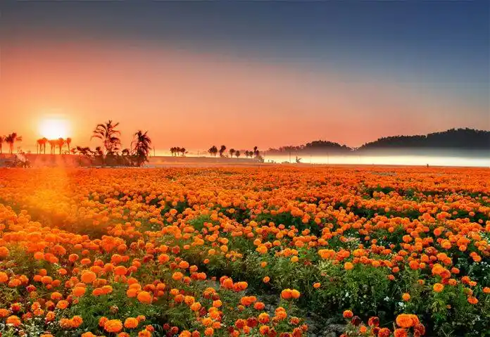不一定非去普罗旺斯海南也有浪漫花海天堂