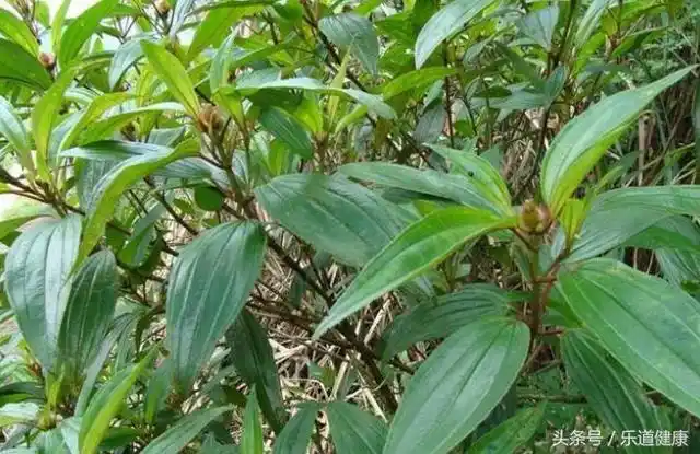 跌打损伤喝它,肾炎和咳嗽喝它,关节疼痛及风湿性疼痛喝它