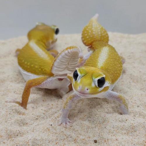 蜥蜴宠物活物小型好养西澳细皮瘤尾守宫睫角豹纹肥尾盖勾亚幼体活