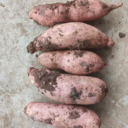 龙薯精品湖北宜城龙九红薯大量上市体型均匀色度好