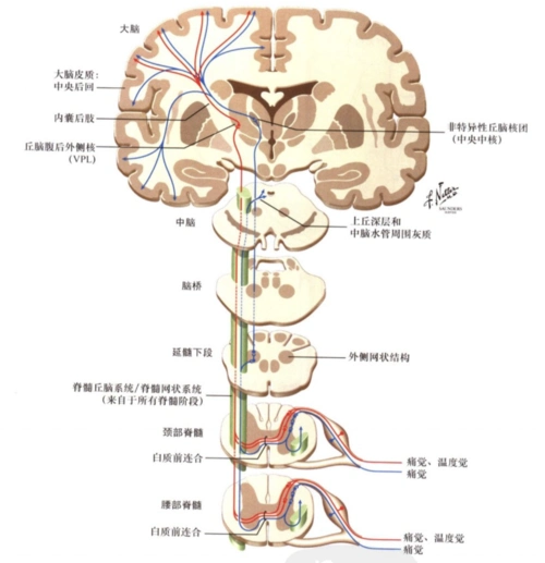 脑壳疼,脑壳疼,脑壳疼 ……"脑壳疼"= "脑壳"疼吗?