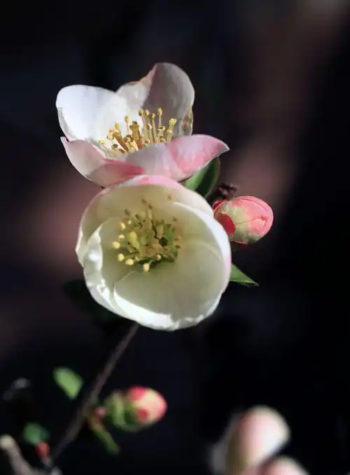 东洋锦,也称日本海棠.我的最爱!