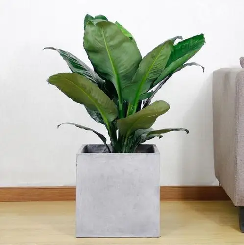 绿巨人 - 小型植物 - 绿植定制 - 深圳市桂喜绿植花卉有限公司