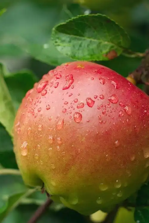 壁纸 一个新鲜苹果在树上,水滴 2560x1600 hd 高清壁纸, 图片, 照片