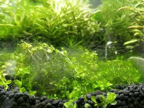 请教～这是黑毛藻吗