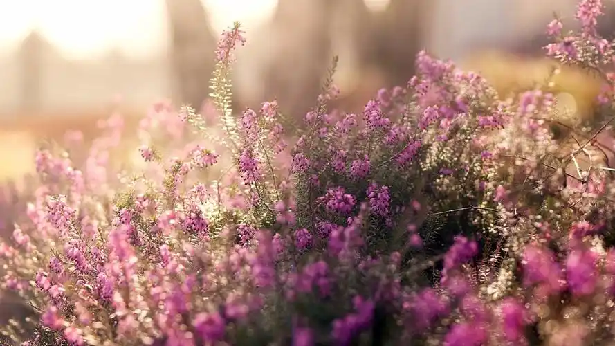 夏季花卉-植物高清照片壁纸