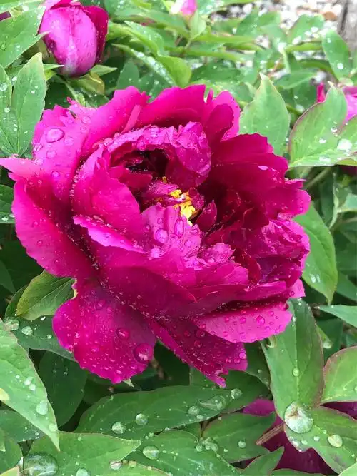 其它 雨中牡丹 写美篇 云想衣裳花想容,春风拂槛露华浓.