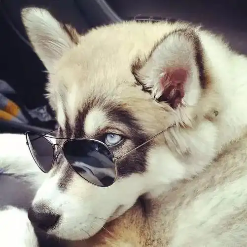 自带黑框眼镜的帅气汪星人!