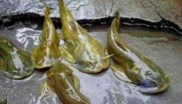 这种石爬子鱼的腹部扁平尾巴细长,鱼头比身子宽大而且扁平,鱼体呈暗