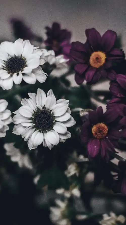 白紫色花,花束 1080x1920 iphone 8/7/6/6s plus 壁纸,图片,背景,照片