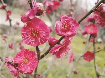 梅花山乌羽玉进入盛花期