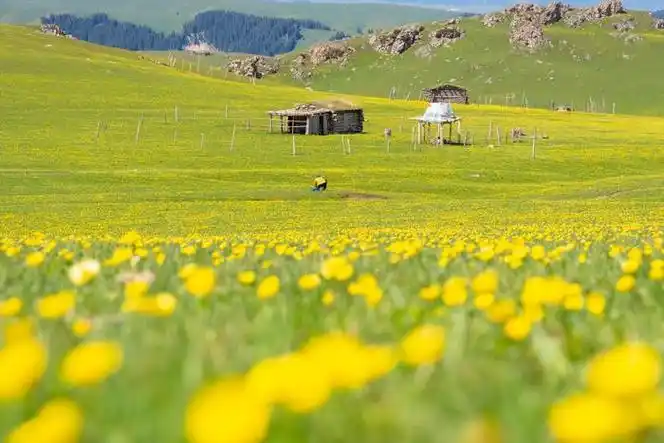 一半是草绿～作为典型的山地草甸类型草原