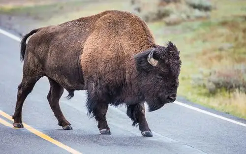 壁纸 水牛在路上,牛角