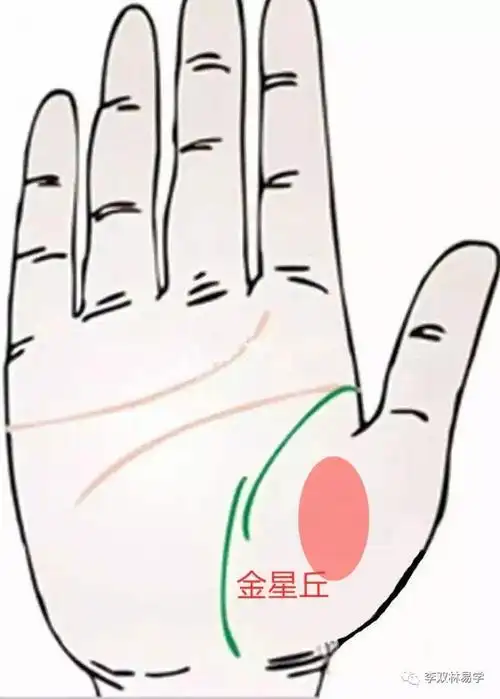 手相中的金星丘在什么位置及其所代表的的运势含义