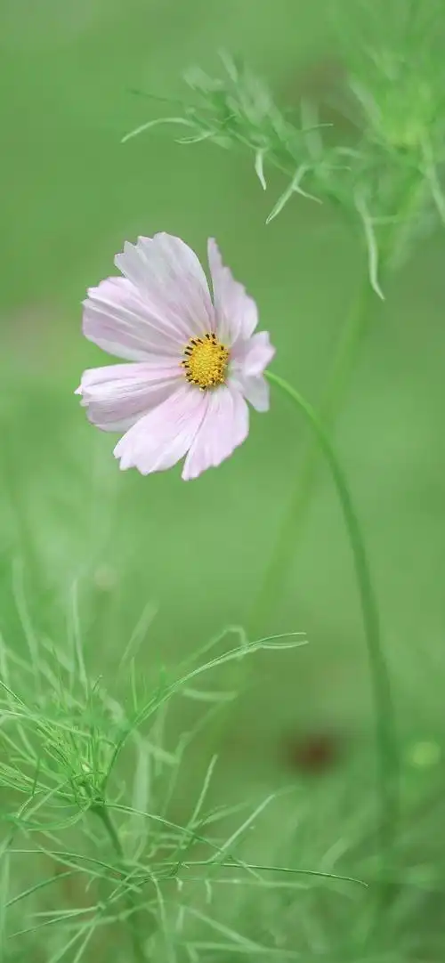 690_1493竖版 竖屏