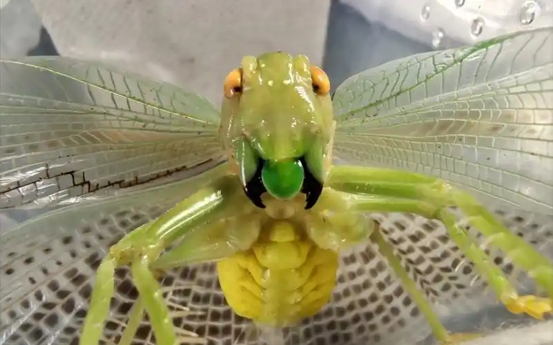 版纳过马山优蟋螽威慑